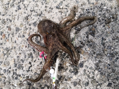 オクトパッシング終盤戦