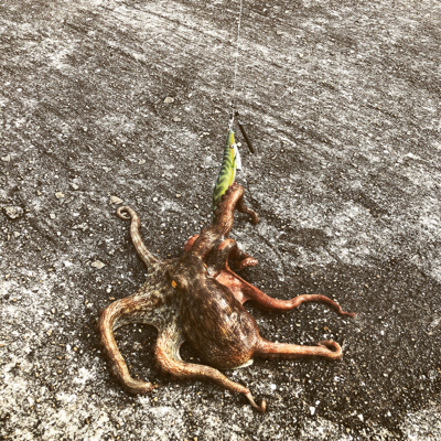 タコ釣り