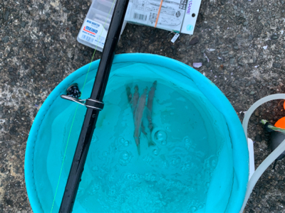 アジでノマセ釣り