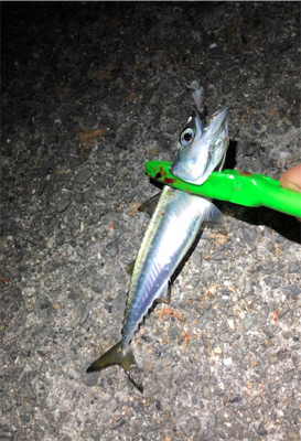 サバは果てしなく