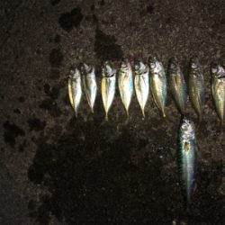 小アジ釣り