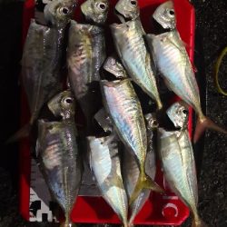 アジング練習 170