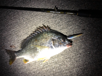 キビレは好調！