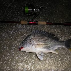 ハクボイルは難攻不落