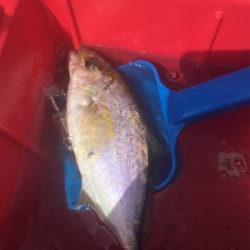 GO TO フィッシング!