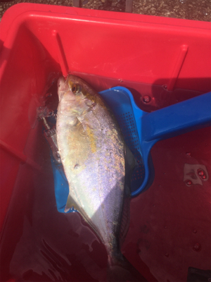 GO TO フィッシング！