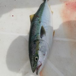 シイラキャスティングのつもりが。