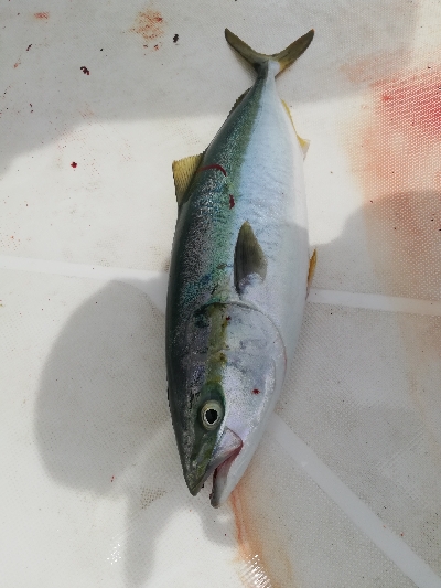 シイラキャスティングのつもりが。