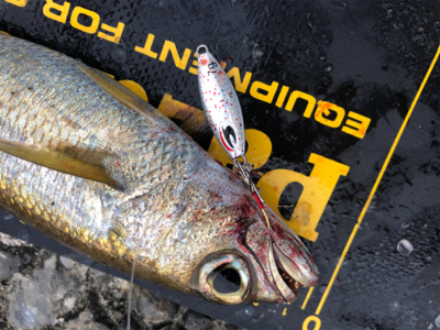 ショアジギング  ＆　ライトゲーム