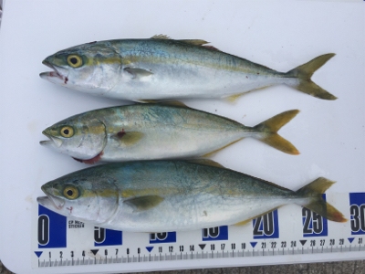 タチウオの気配無し