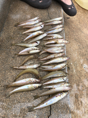 嫁さんとキス釣り　