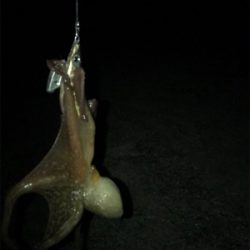 タコ、メバル、アジ釣れたけど…イカは釣れず(><)