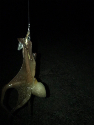 タコ、メバル、アジ釣れたけど…イカは釣れず…