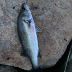 ダイソーバイブで…