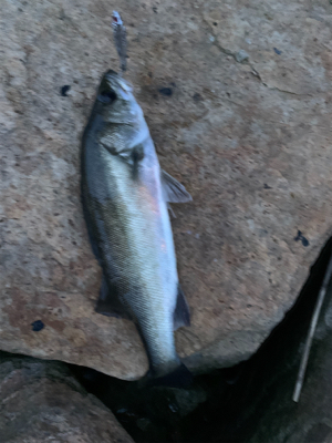 ダイソーバイブで...