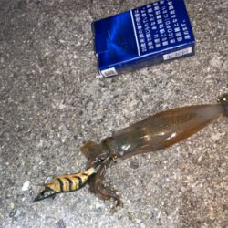 ケンサキイカ①