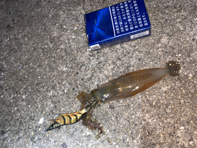 ケンサキイカ①