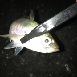 ナイトアジング