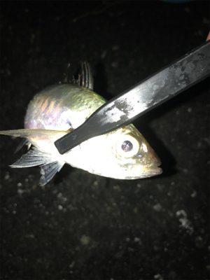 ナイトアジング