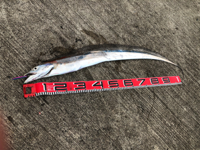 ドラゴン出た。110cm❣&…