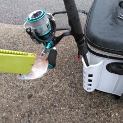 キスの数が少ない