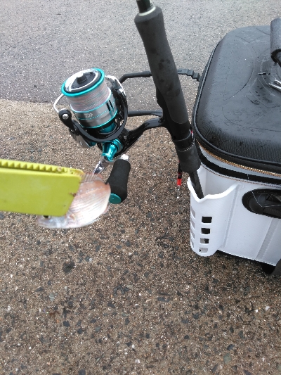 キスの数が少ない