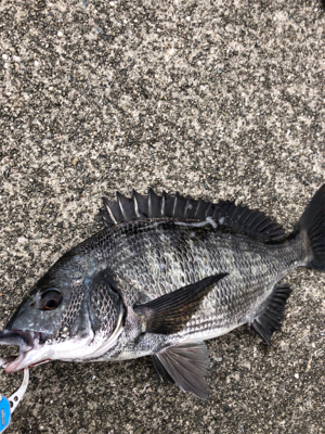 曇天のなかエビ撒き