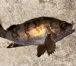 渋い中、なんとか1匹…