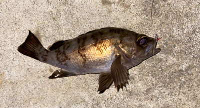 渋い中、なんとか1匹…