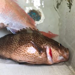 深場浅場なんでも狙いで