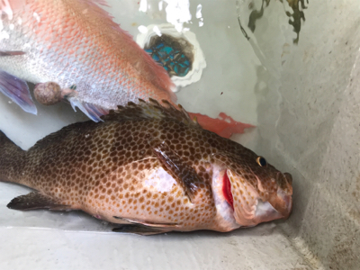 深場浅場なんでも狙いで