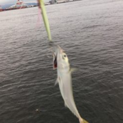 小鯖だけは釣れるんですけどね。。。