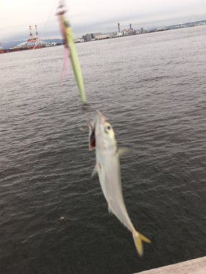 小鯖だけは釣れるんですけどね。。。