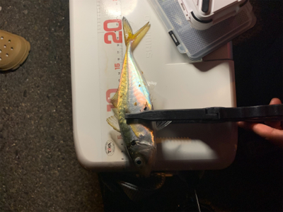 予期せぬゲスト