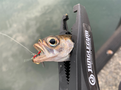 マイクロ岸ジギング