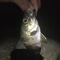 梅雨メバリング
