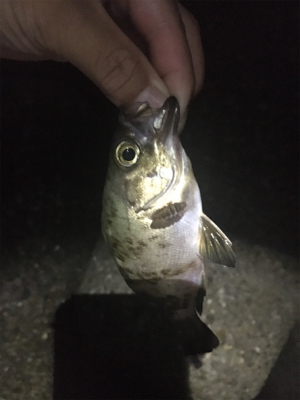 梅雨メバリング