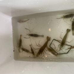自粛釣行　手長エビ