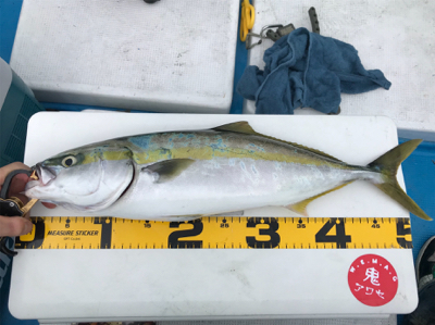 オフショア　初青物