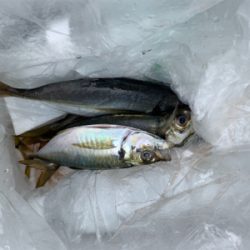 横須賀　手漕ぎボート　アジ