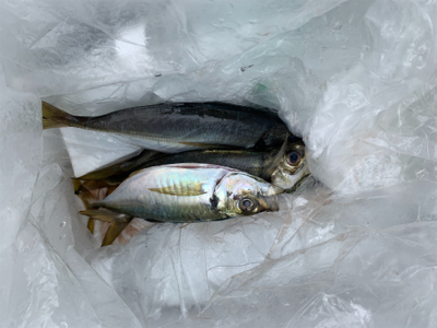 横須賀　手漕ぎボート　アジ