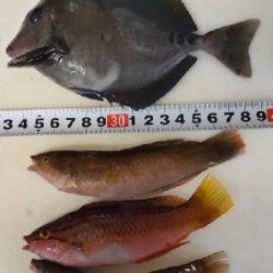 サビキでメジナ