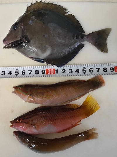 サビキでメジナ