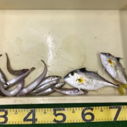 キス11匹釣れました‼️