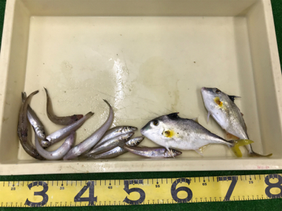 キス11匹釣れました‼️