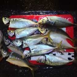 アジング練習 172