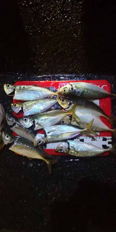 アジング練習 172