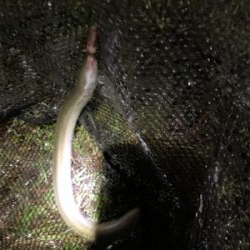 大雨注意でのぶっ込み釣り