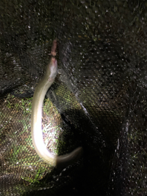 大雨注意でのぶっ込み釣り