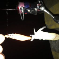 夏 ヒイカ調査(^.^)